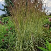 Calamangrostis x acutiflora England