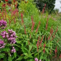 Persicaria amplexicaulis ‘Orange Field’