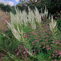 Veronicastrum virginicum ‘Diana’