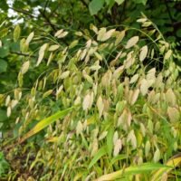 Chasmanthium latifolium
