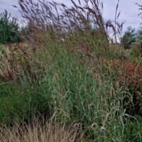 Andropogon hellii Yellow Konza