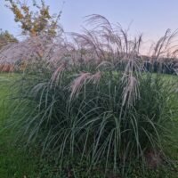 Miscanthus sinensis ‘Bogenlampe’