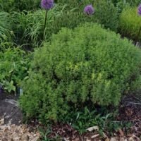 Artemisia abrotanum