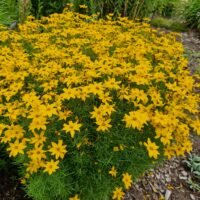 Coreopsis verticillata ‘Grandiflora’