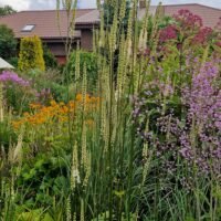 Cimicifuga rubifolia ‘Blickfang’