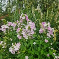 Phlox ‘Cool Water’