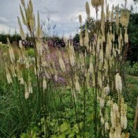 Cimicifuga rubifolia ‘Blickfang’