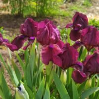 Iris Nr. 1