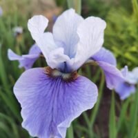 Iris sibirica ‘Shall we Dance’