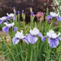 Iris sibirica ‘Shall we Dance’