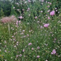 Althaea cannabina
