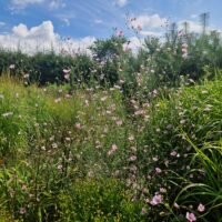 Althaea cannabina