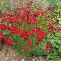 Coreopsis ‘Red Satin’