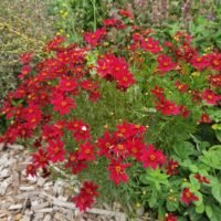 Coreopsis ‘Red Satin’