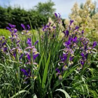 Iris spuria ‘Farolito’