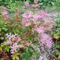 Filipendula ‘Kahome’