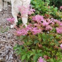 Filipendula ‘Kahome’