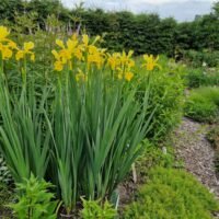 Iris spuria ‘Golden Lady’