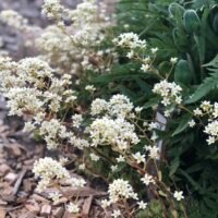 Saxifraga callosa