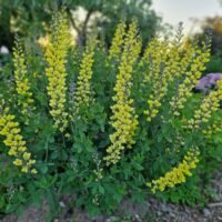 Baptisia hyride ‘Lemon Meringue’