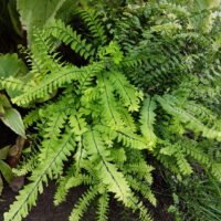 Adiantum pedatum