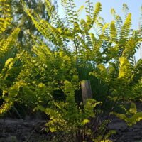 Adiantum pedatum