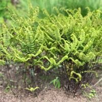 Adiantum pedatum