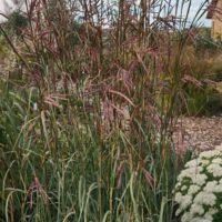Andropogon hellii Yellow Konza