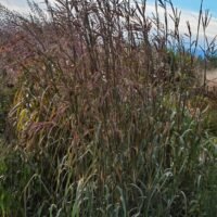 Andropogon hellii Yellow Konza