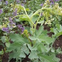 Crambe maritima ‘Lilywhite’