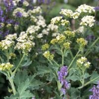 Crambe maritima ‘Lilywhite’