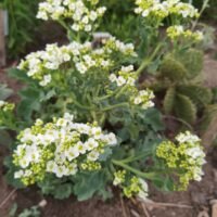 Crambe maritima ‘Lilywhite’