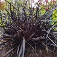 Ophiopogon planiscapus ‘Nigrescens’