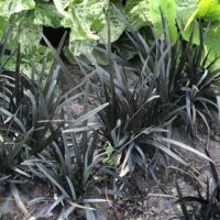 Ophiopogon planiscapus ‘Nigrescens’