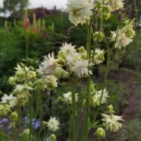 Aquilegia vulgaris var stellata ‘White Barlow’