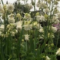 Aquilegia vulgaris var stellata ‘White Barlow’