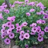 Geranium cinereum ‘Ballerina’