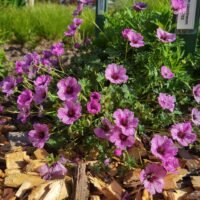 Geranium cinereum ‘Ballerina’