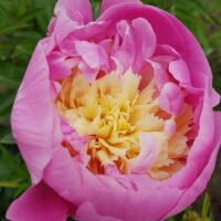 Paeonia ‘Bowl of Beauty’