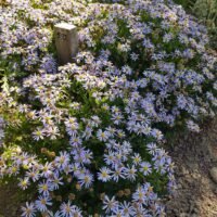 Aster ageratoides ‘Adustus Nanus’