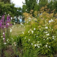 Anthericum ramosum