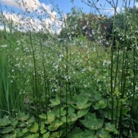 Anthericum ramosum
