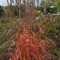 Miscanthus sinensis ‘Ghana’