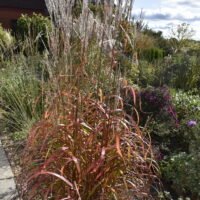 Miscanthus sinensis ‘Ghana’