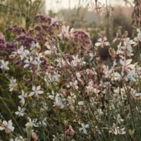 Gaura lindheimeri