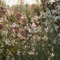 Gaura lindheimeri