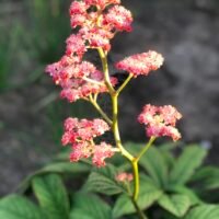 Rodgersia ‘Chocolate Wings’