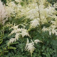 Astilbe ‘Brautschleier’