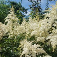 Astilbe ‘Brautschleier’