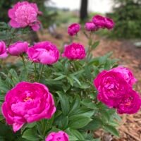 Paeonia lactiflora ‘London’